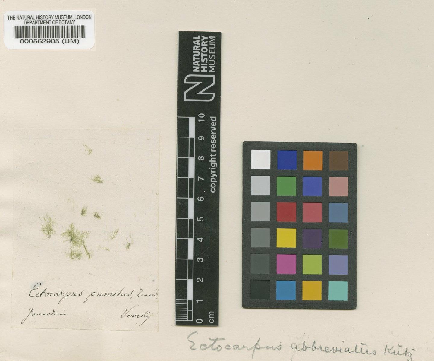 To NHMUK collection (Ectocarpus pumilus Zanardini; NHMUK:ecatalogue:4722405)