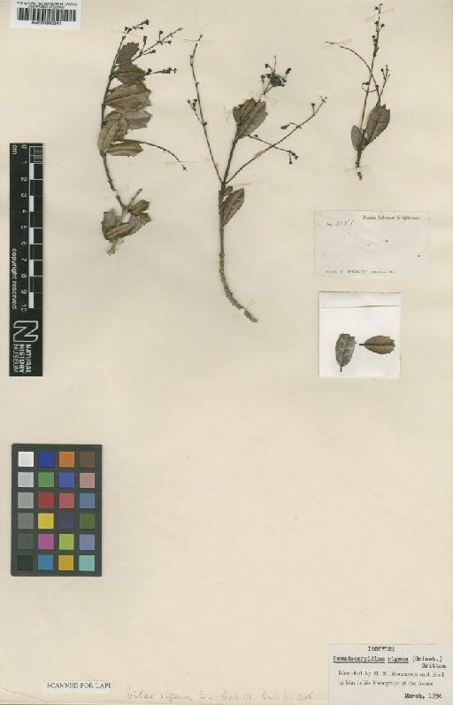 Pseudocarpidium rigens (Griseb.) Britton - BM000992841