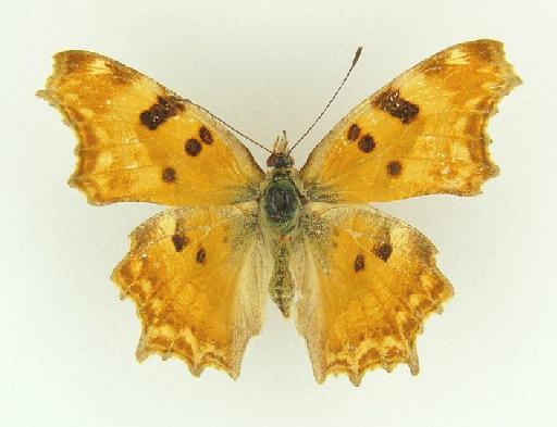 Polygonia pallida Evans - Polygonia pallida (Evans) type female