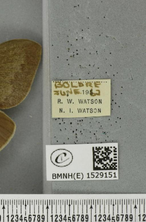 Macrothylacia rubi (Linnaeus, 1758) - BMNHE_1529151_label_196619