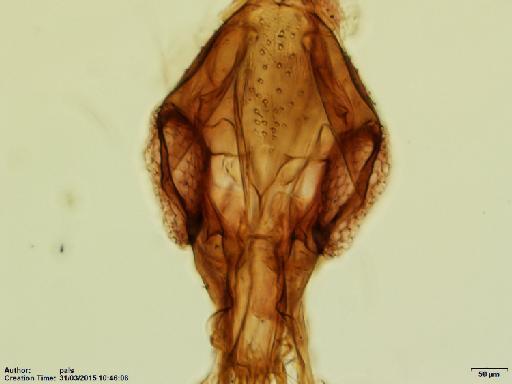 Warileya lumbrerasi Ogusuku et al., 1996 - Warileya_lumbrerasi-BMNH(E)1721980_PT-female_head-10x.tif