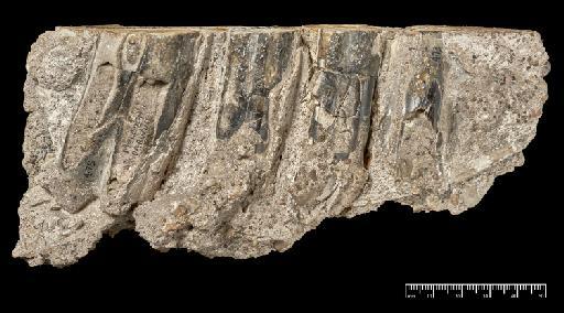 Mylodon darwinii Owen, 1840 - NHMUK PV M 16587a_1