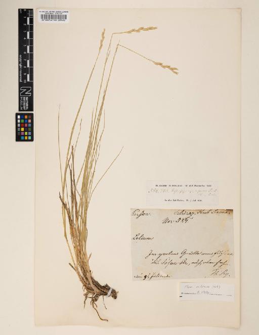 Elymus hispidus subsp. podperae (Nábělek) Melderis - 000064002