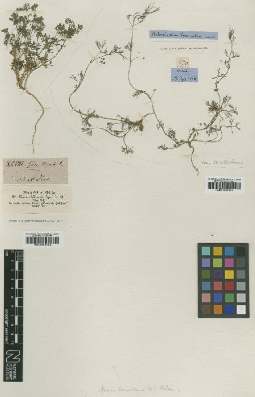 Apium laciniatum (DC.) Urb. - BM001008584