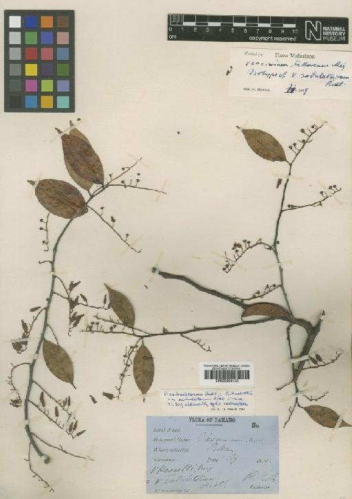 Vaccinium littoreum Miq. - BM000996432