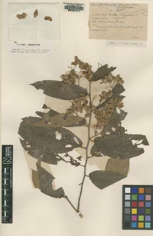 Colona flagrocarpa Craib - BM000630916