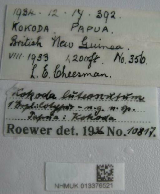 Kokoda luteoscutum Roewer, 1949 - 013376521 Hokoda luteoscutum labels