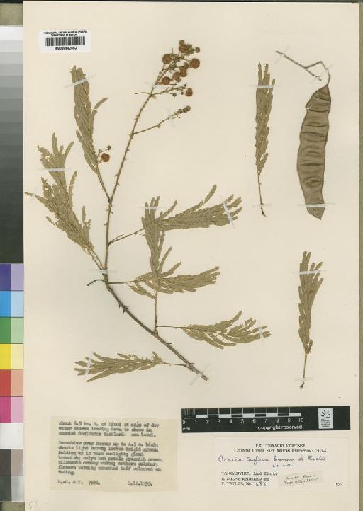 Acacia taylorii Brenan & Exell - BM000842053