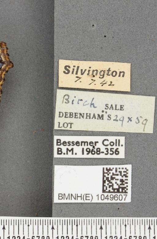 Aglais urticae ab. bolandii Lambillion, 1907 - BMNHE_1049607_label_45081