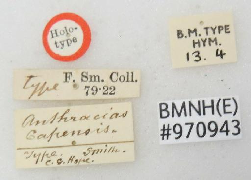 Anthracias capensis Smith, F., 1874 - Allocoelia_capensis-BMNH(E)#970943_type-labels