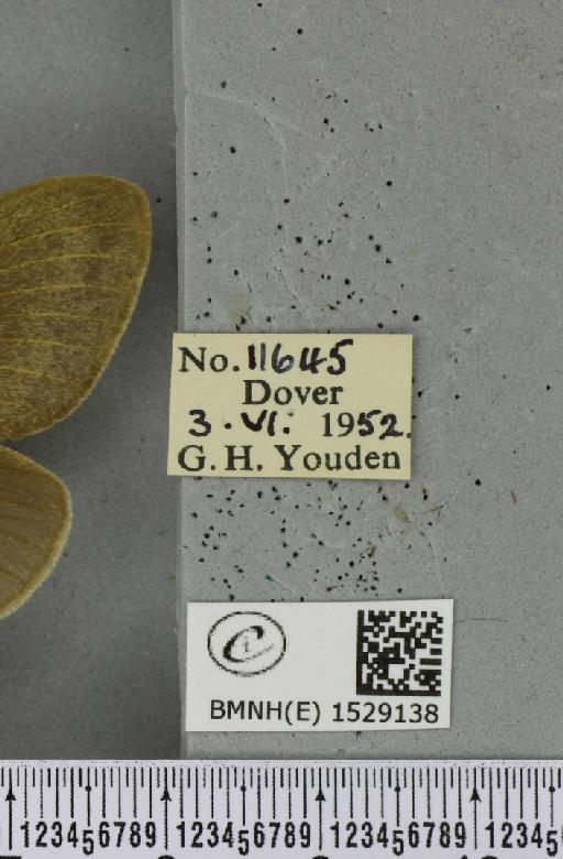 Macrothylacia rubi (Linnaeus, 1758) - BMNHE_1529138_label_196606