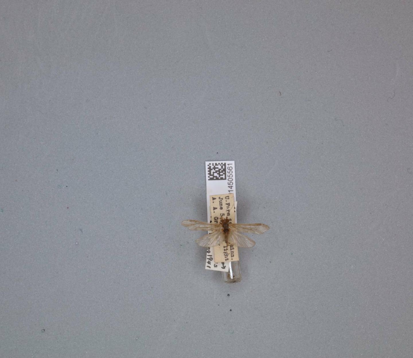 Hydropsyche placoda