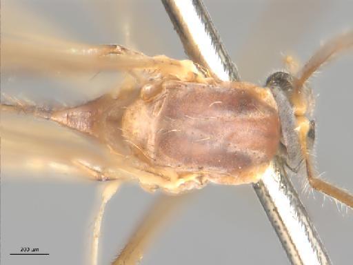 Bolitophila (Cliopisa) modesta Lackschewitz, 1937 - 010210663_Bolitophila_modesta_Thorax