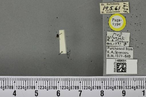 Melanagromyza astragali Spencer, 1976 - BMNHE_1469684_44914
