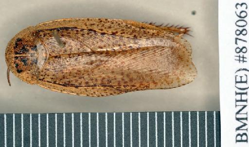 Epilampra conferta Walker, 1868 - Epilampra conferta Walker, F, 1868, unsexed, holotype, dorsal. Photographer: Heidi Hopkins. BMNH(E)#878063