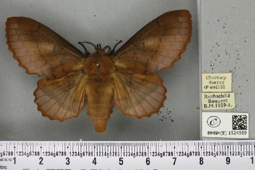 Gastropacha quercifolia (Linnaeus, 1758) - BMNHE_1524569_198661