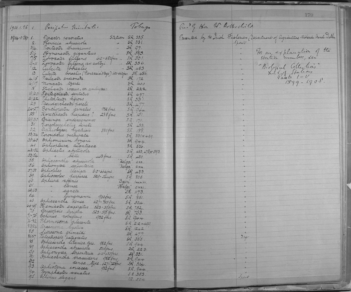 Zoology Accessions Register: Annelida & Echinoderms: 1884 - 1923: page 179
