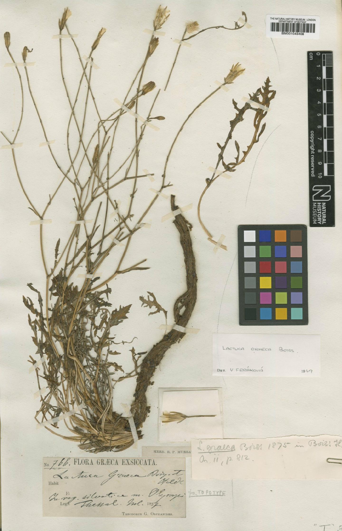 To NHMUK collection (Lactuca graeca Boiss.; Type; NHMUK:ecatalogue:1997951)