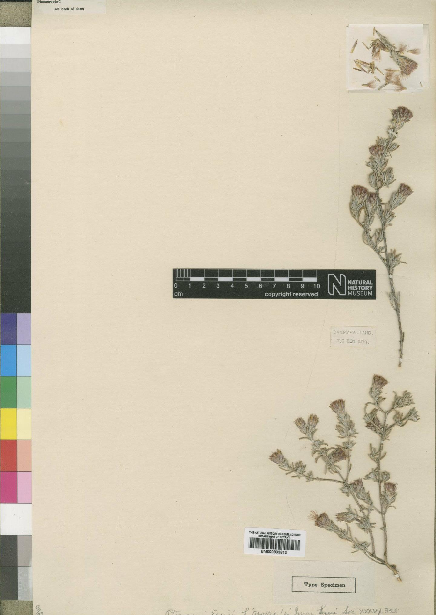 To NHMUK collection (Pteronia eenii Moore; Type; NHMUK:ecatalogue:4528780)