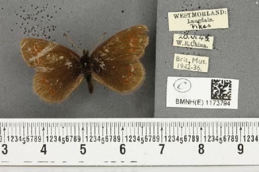 Erebia epiphron mnemon (Haworth, 1812) - BMNHE_1173794_29689