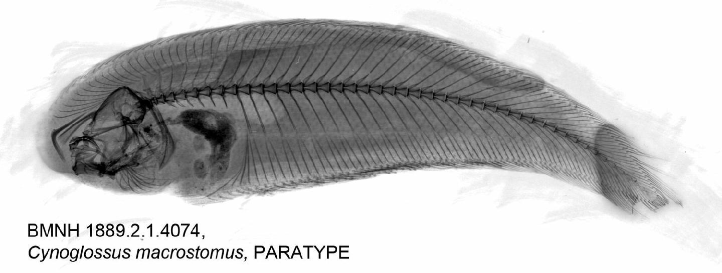 To NHMUK collection (Cynoglossus deltae Jenkins, 1910; PARALECTOTYPE; NHMUK:ecatalogue:2507418)