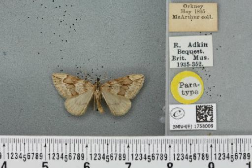 Thera juniperata orcadensis Cockayne, 1950 - BMNHE_1758009_356947