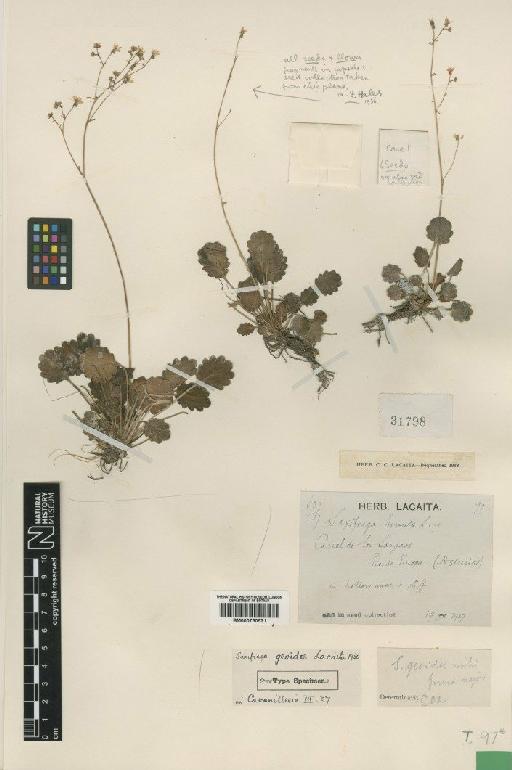 Saxifraga umbrosa L. - BM000750571