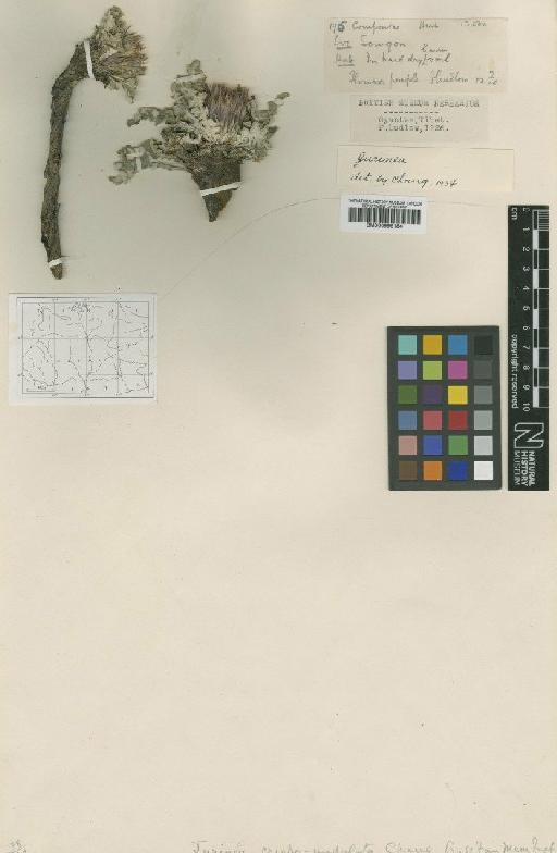 Jurinea crispo-undulata Chang - BM000996184