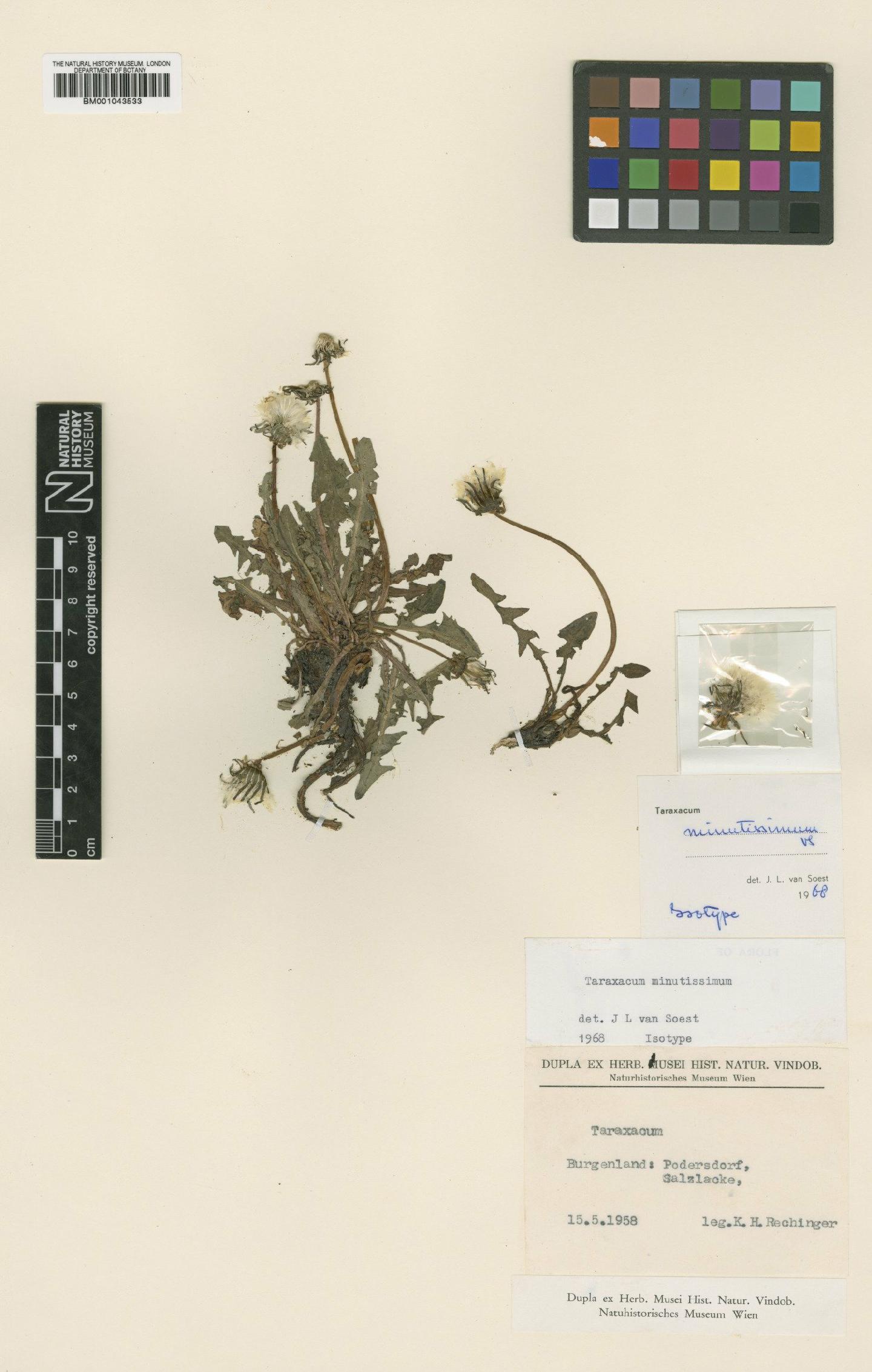 To NHMUK collection (Taraxacum minutissimum Soest; Isotype; NHMUK:ecatalogue:1999518)
