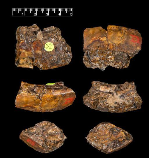 Gyrinodon quassus Hopwood, 1928 - NHMUK PV M 13158 d