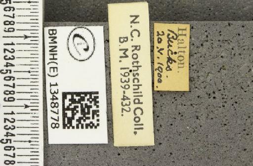 Erynnis tages tages ab. transversa Tutt, 1906 - BMNHE_1348778_label_157933