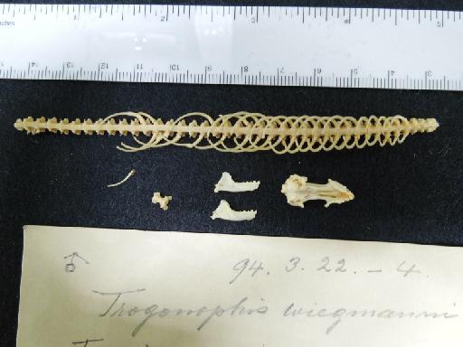 Trogonophis wiegmanni elegans Gervais, 1835 - London 086.JPG