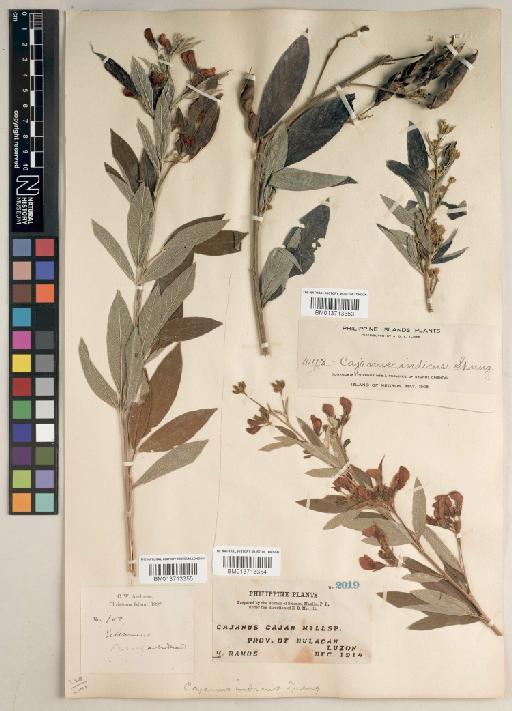 Cajanus cajan (L.) Millsp. - BM013713353