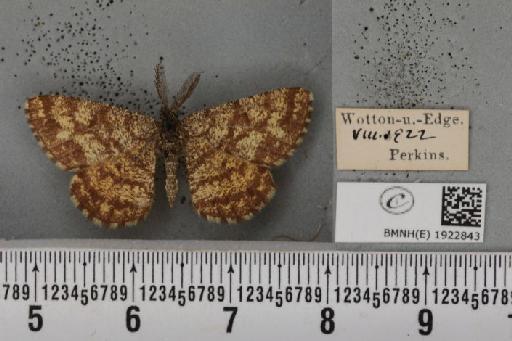 Ematurga atomaria (Linnaeus, 1758) - BMNHE_1922843_487428