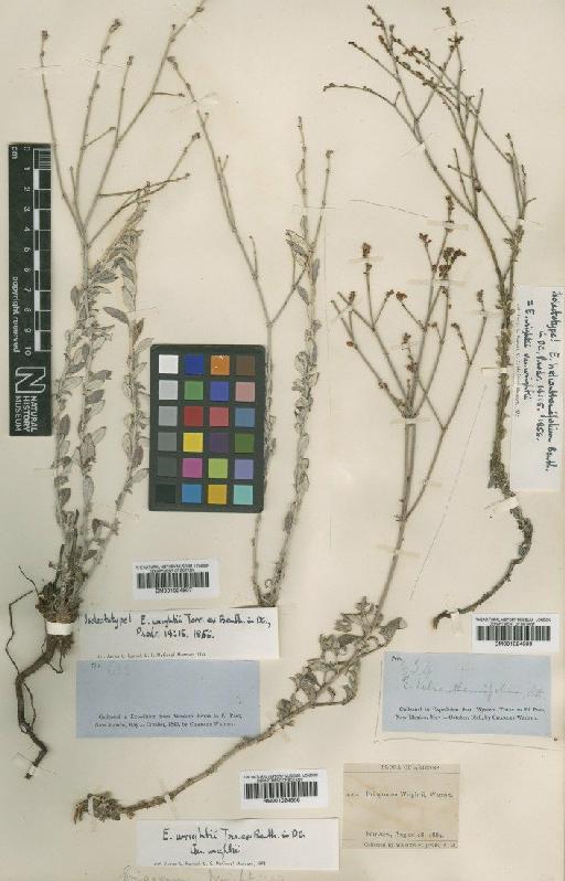 Eriogonum trachygonum subsp. wrightii (Torr. ex Benth.) S.Stokes - BM001024508