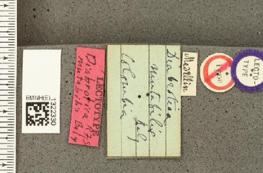 Diabrotica mutabilis Baly, 1886 - BMNHE_1322330_label_19495