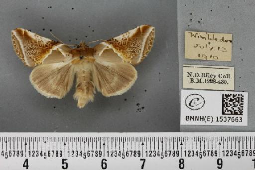 Habrosyne pyritoides (Hufnagel, 1766) - BMNHE_1537663_201661