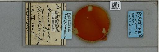 Trichomyia eatoni Satchell, 1956 - 015421856_811402_1329217_157718_Type
