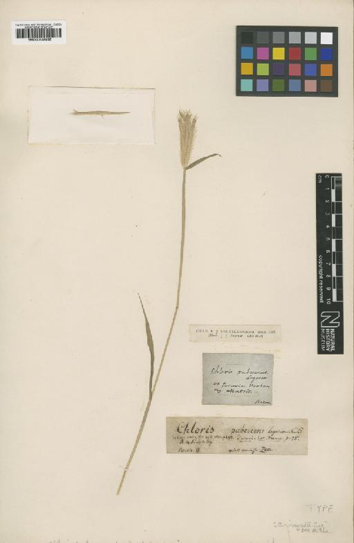 Chloris virgata Sw. - BM000938666