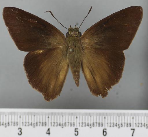 Hasora hurama arua Evans, 1934 - Hasora hurama arua Evans holotype 1623559 dorsal