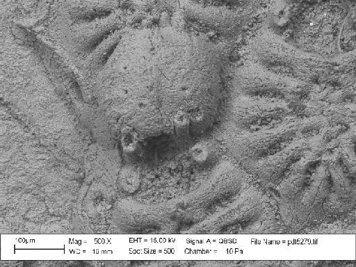 Aeolopora catillus Taylor & McKinney, 2006 - PI BZ 5216 (1a) - Aeolopora catillus