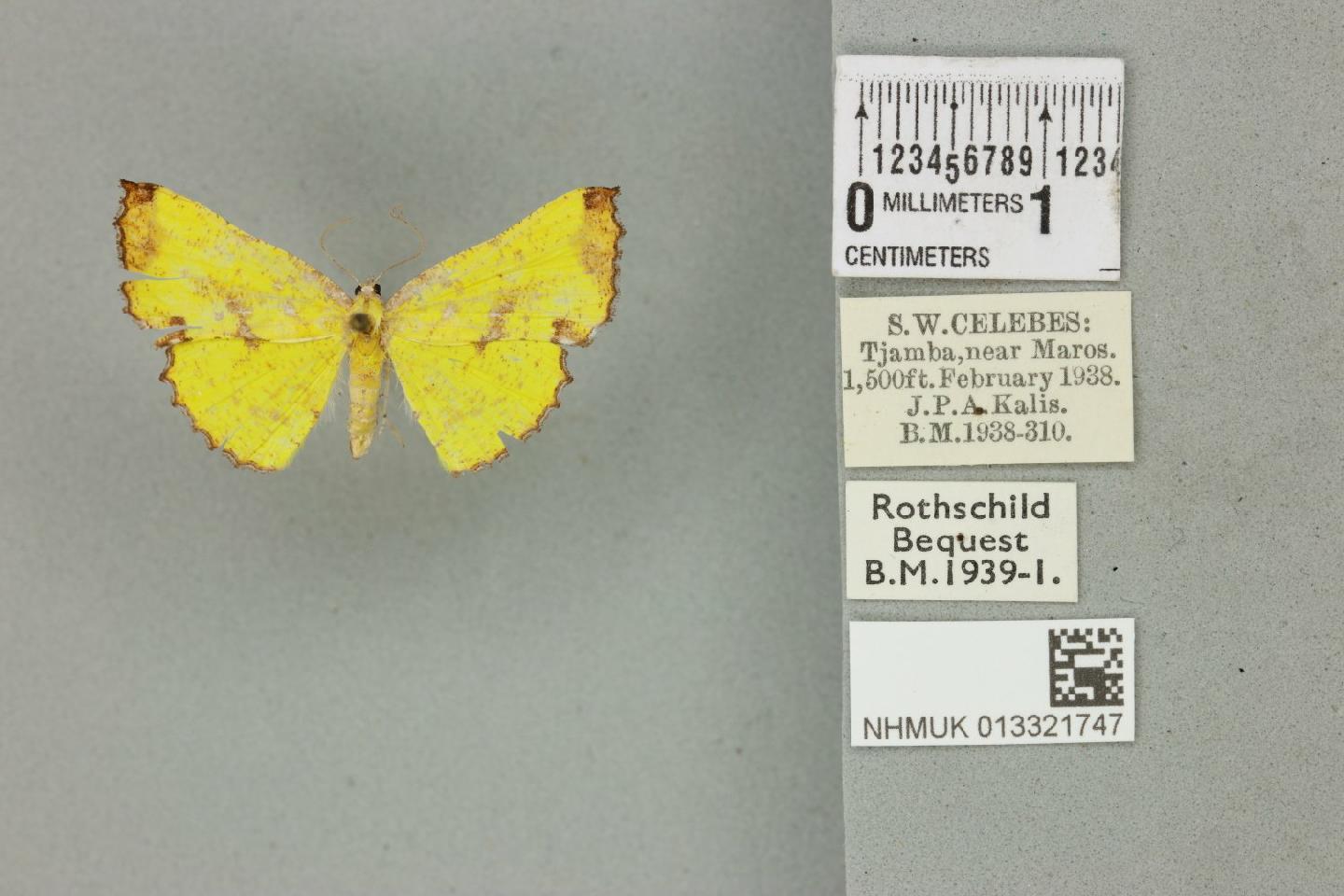 Corymica arnearia thumbnail