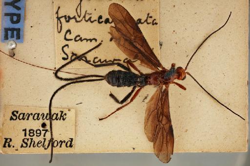 Gammabracon forticarinata (Cameron, P.) - Myosoma_forticarinata_holotype_whole_010576648