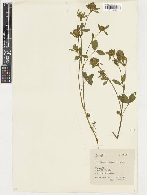 Trifolium pratense L. - BM001036730