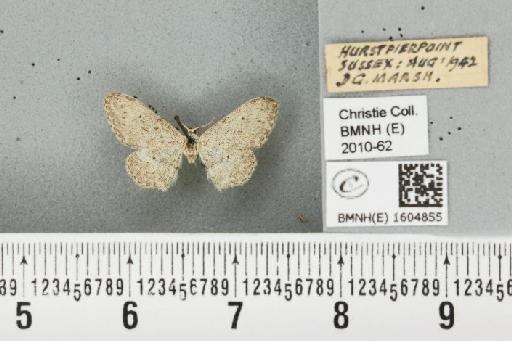 Idaea seriata (Schrank, 1802) - BMNHE_1604855_491840