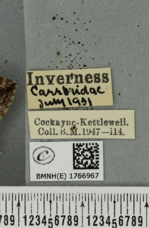 Dysstroma truncata truncata (Hufnagel, 1767) - BMNHE_1766967_label_347852
