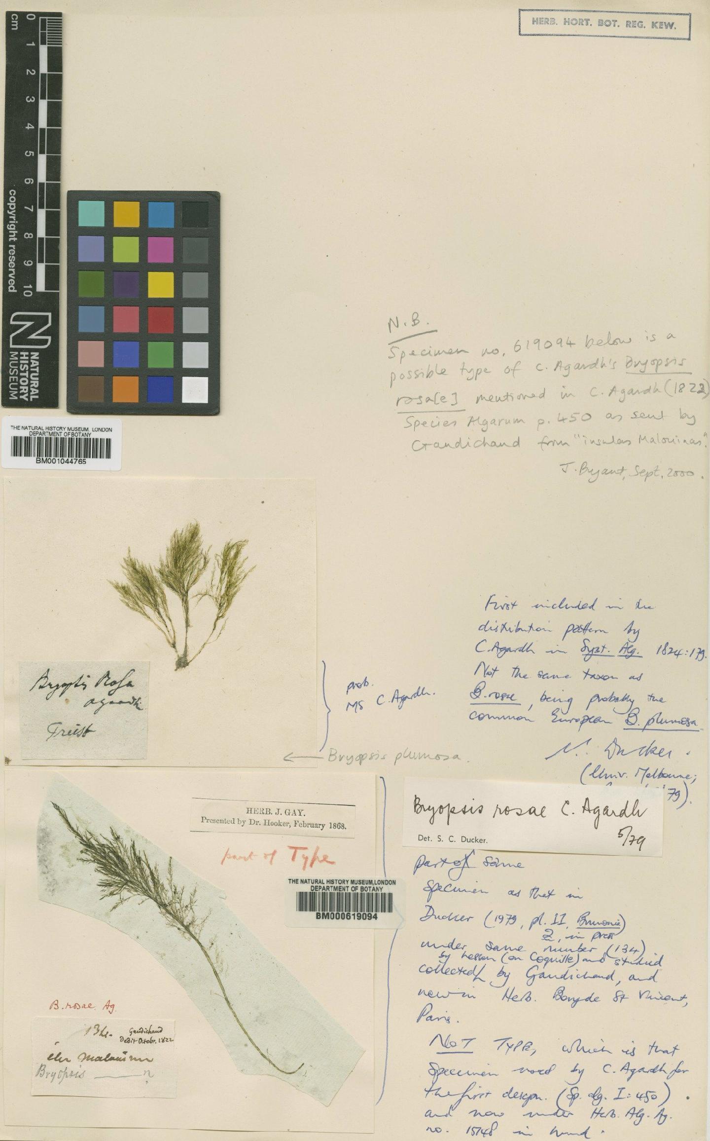 To NHMUK collection (Bryopsis plumosa (Huds.) Agardh; NHMUK:ecatalogue:690175)