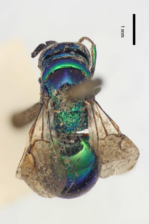 Leptopareia borneana (Cameron, P., 1908) - Hedychrum_borneanum-BMNH(E)#970536_type-dorsal-2X