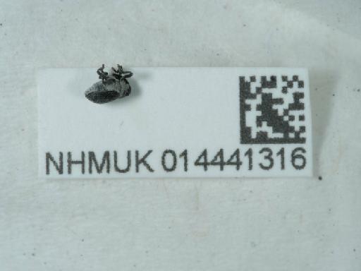 Ceutorhynchus (Ceutorhynchus) cochleariae (Gyllenhal, 1813) - 014441316_2