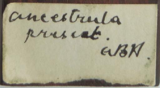 Lepralia discreta Busk, 1854 - Lepralia_discreta_1854_11_15_200-back_label